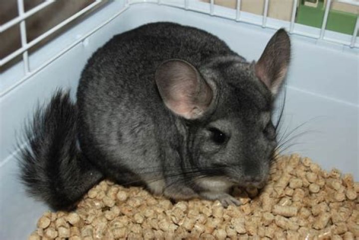 Do chinchillas need friends