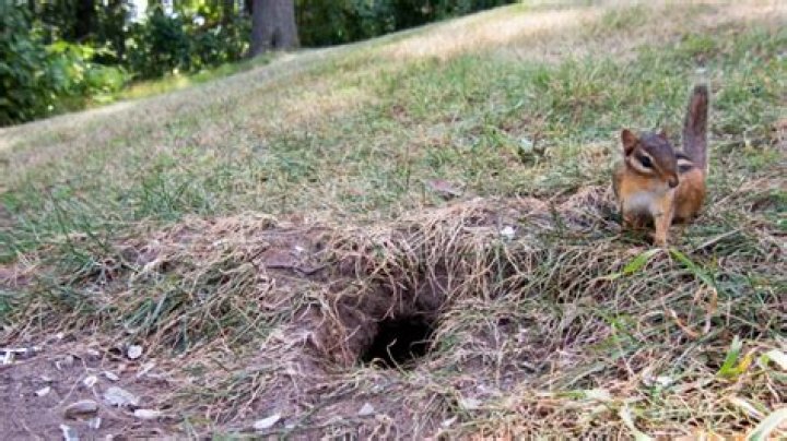 Do chipmunks destroy lawns