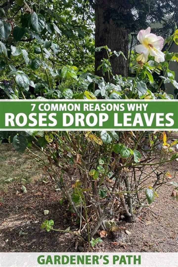 Do climbing roses lose their leaves in winter