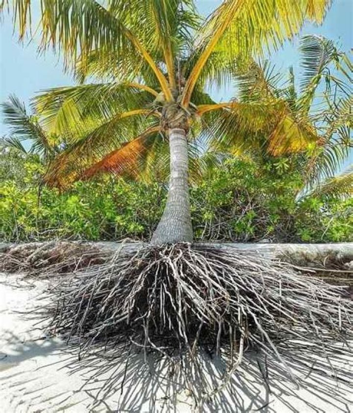 Do Cocos palms have deep roots