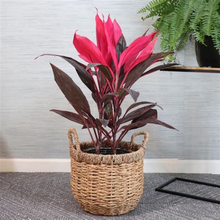 Do Cordylines like pots