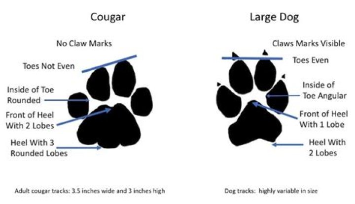 Do cougar tracks have claws
