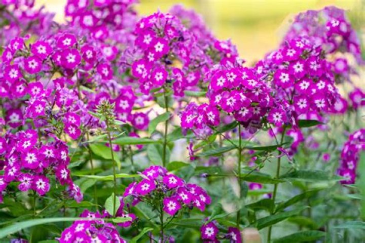 Do creeping phlox need full sun