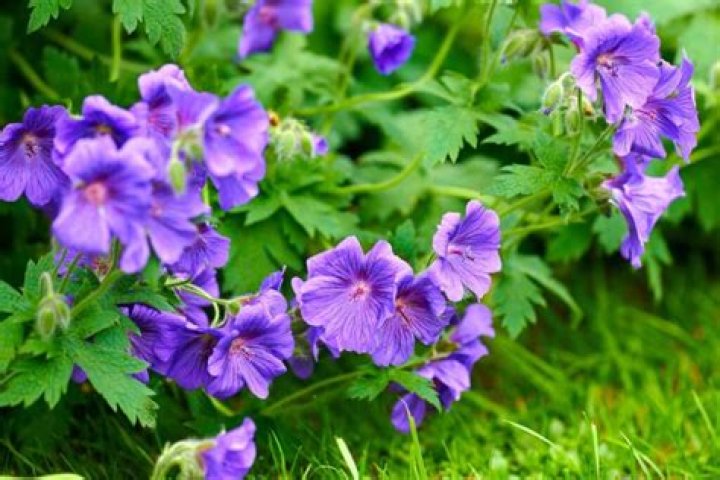 Do deer and rabbits eat geraniums