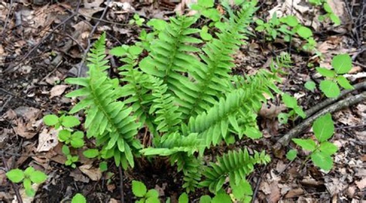 Do deer eat Christmas ferns