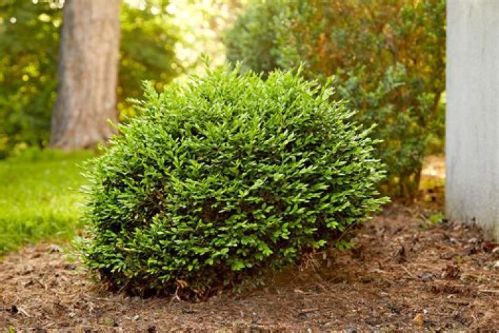 Do deer eat Green Mountain boxwood
