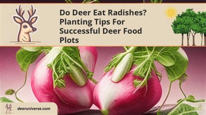 Do deer eat radishes