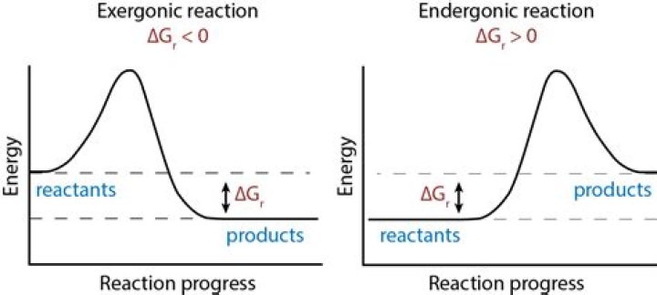 Do endergonic reactions increase entropy