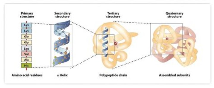 Do enzymes have quaternary structure
