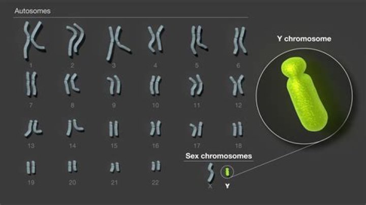 Do females have X or Y chromosomes