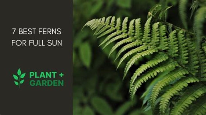 Do ferns like morning sun