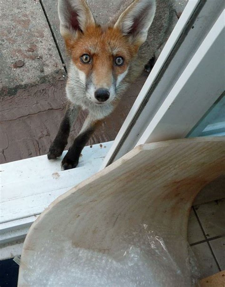 Do foxes attack
