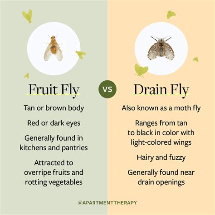 Do fruit flies harm humans