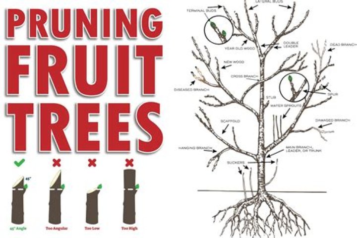 Do fruit trees need pruning