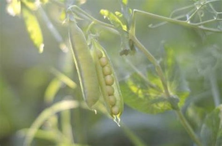 Do germinating peas undergo cellular respiration