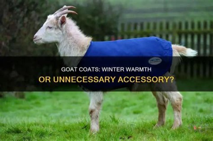 Do goats need coats in the winter