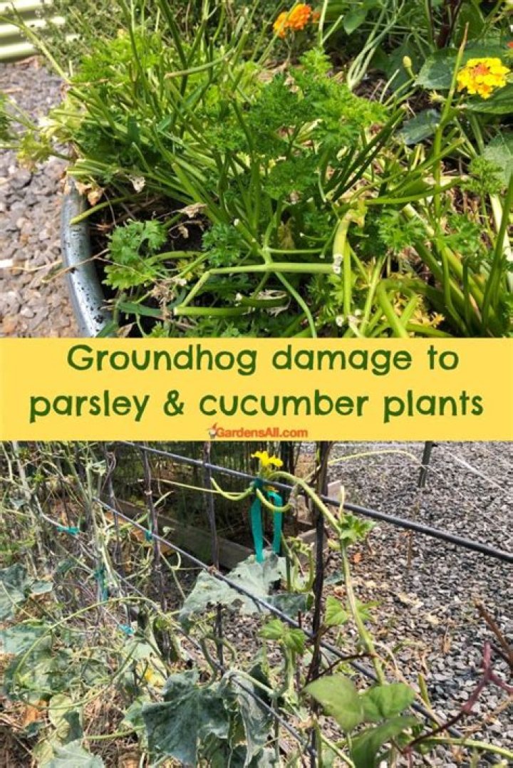 Do Groundhogs eat parsley