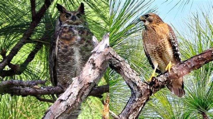 Do hawks fear owls