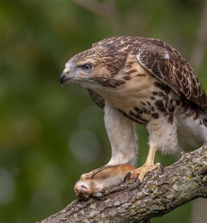Do Hawks have yellow feet