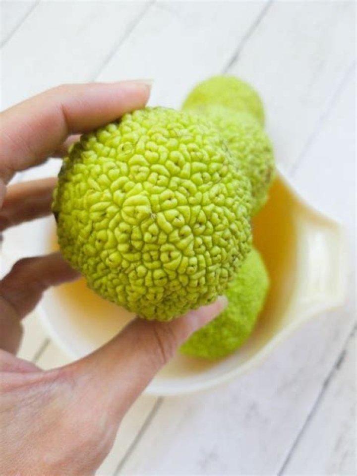 Do hedge apples repel mice