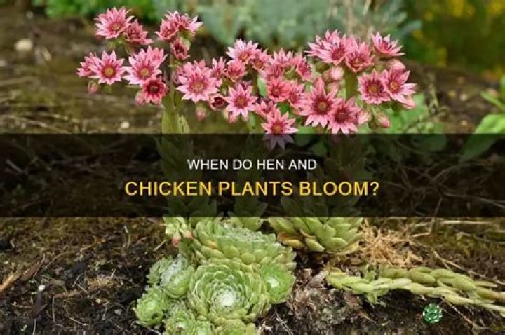 Do Hen and Chicken plants bloom