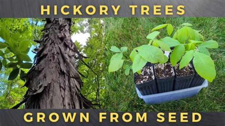 Do hickory trees grow in Wisconsin