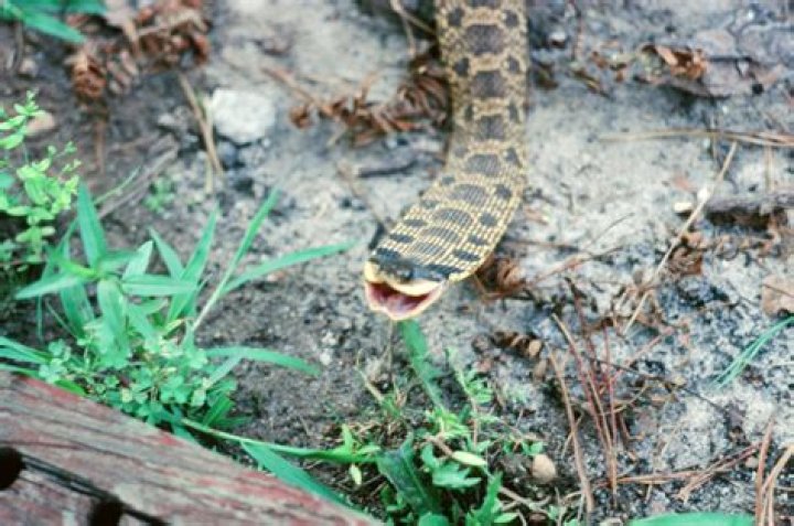 Do hognose snakes eat mice