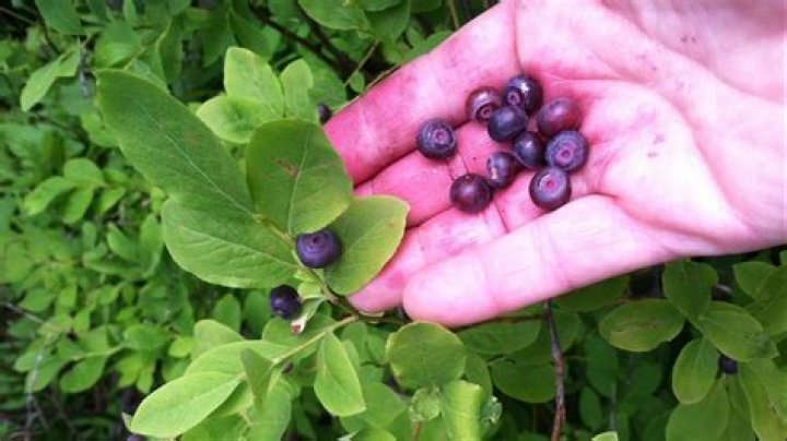 Do huckleberries grow in Washington state