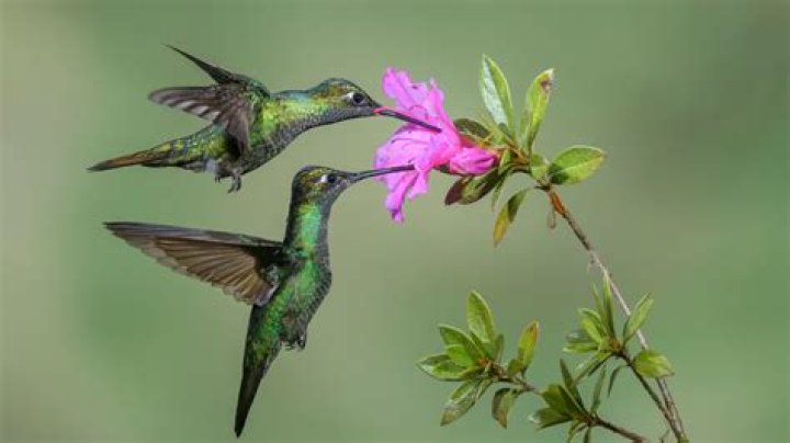 Do hummingbirds like Abelia
