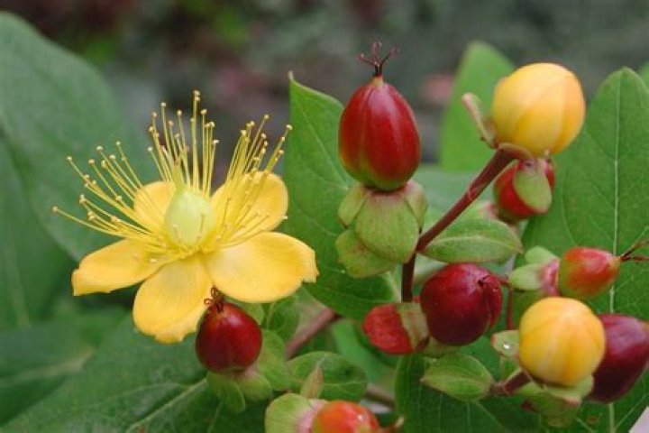 Do hypericum berries bloom
