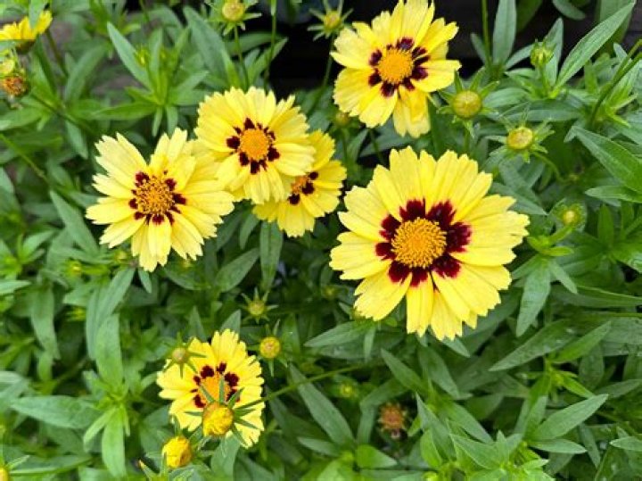 Do I cut down coreopsis in the fall