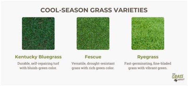 Do I need to dethatch my lawn every year
