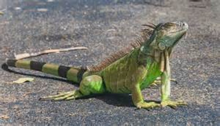 Do iguanas like to swim