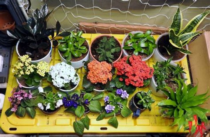 Do indoor plants need fertilizer