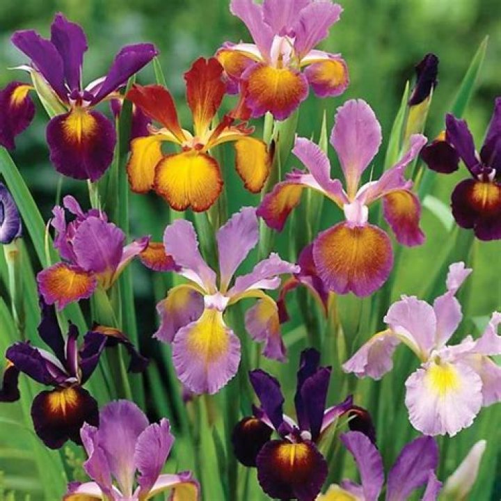Do iris bulbs bloom the first year