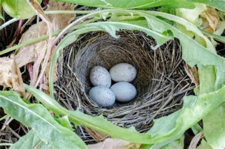 Do juncos return to the nest
