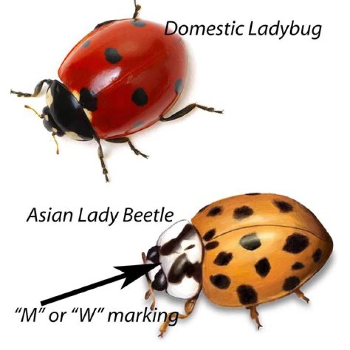 Do ladybugs get in dogs mouths