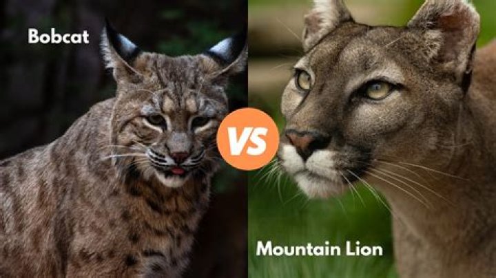 Do lion cubs earn Bobcat