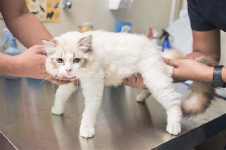 Do lipomas hurt cats