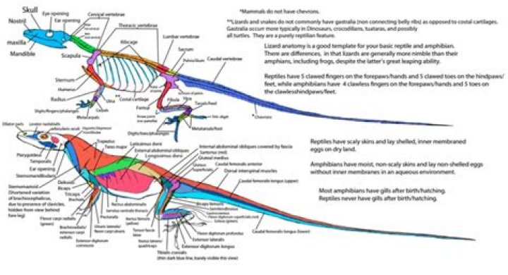 Do lizards have diaphragms