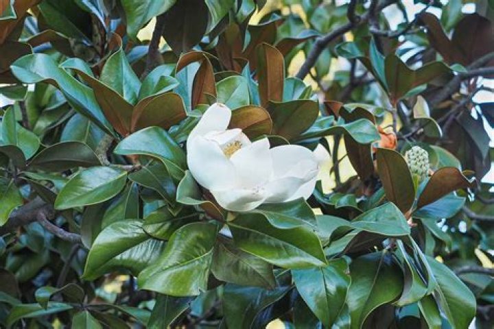 Do magnolia trees grow in Kentucky