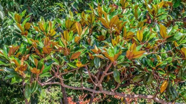Do magnolia trees lose their leaves in the spring