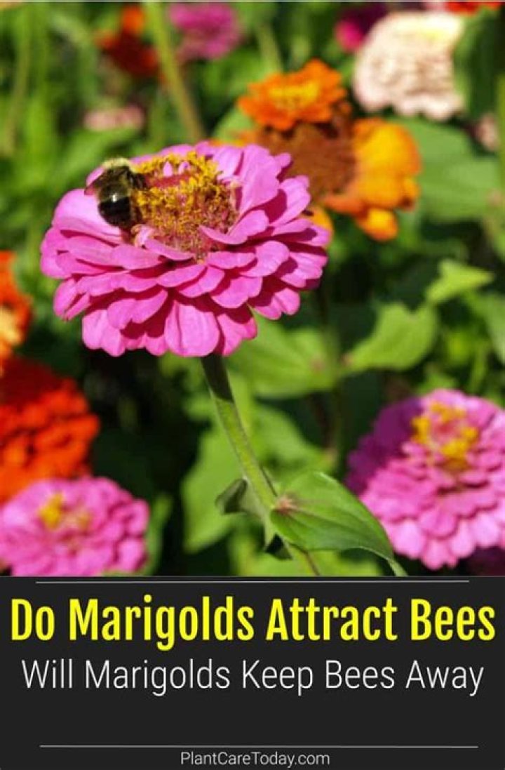 Do marigolds attract bees