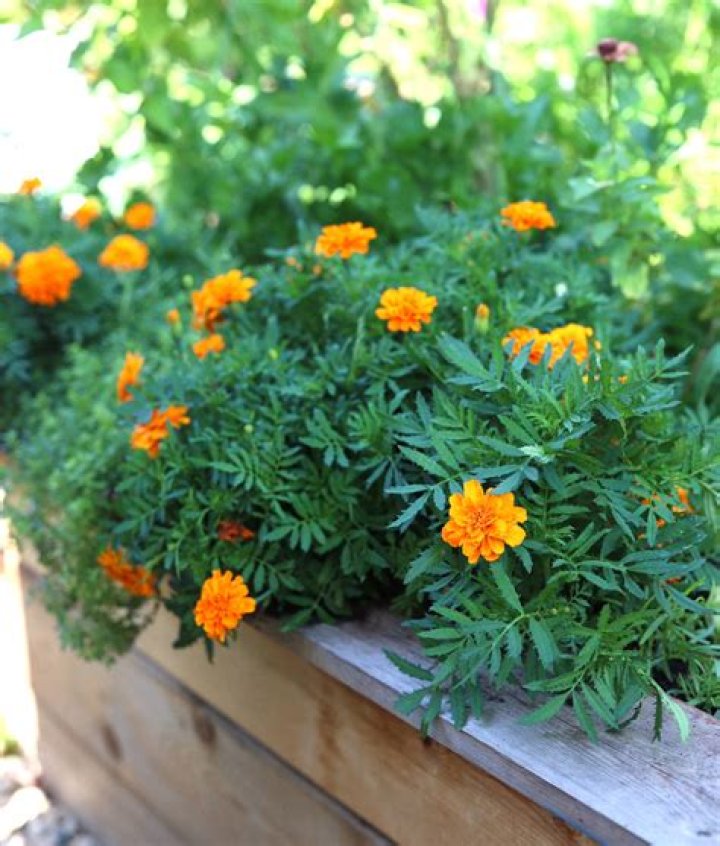 Do marigolds grow in Florida