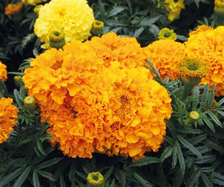 Do marigolds keep house flies away
