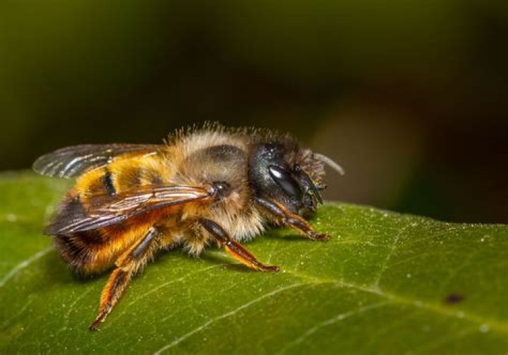 Do mason bees live in Utah