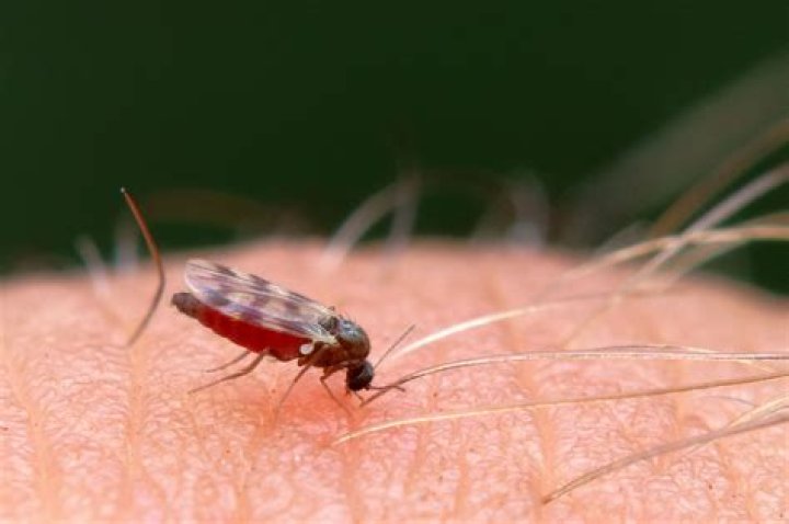 Do midges bite or sting