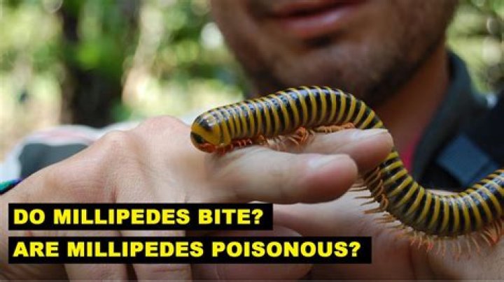 Do millipedes carry disease