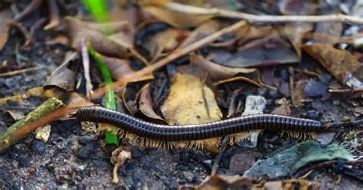 Do millipedes eat live plants