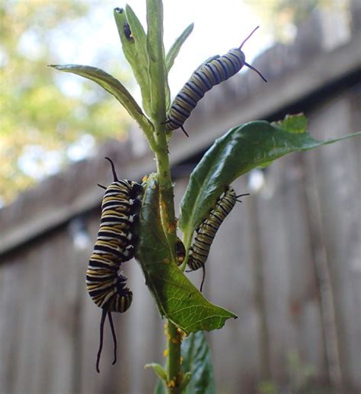 Do monarch caterpillars make Chrysalis on milkweed
